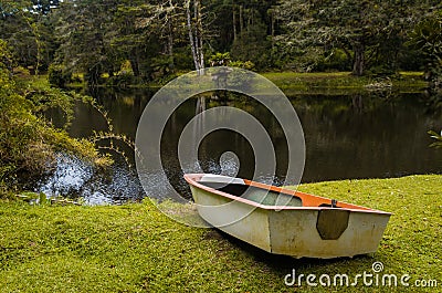 Mystical green forest of Brazil, mossy ground Stock Photo