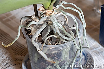 orchid roots in a pot Stock Photo