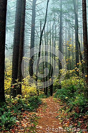 Mystical Path with Autumn Foliage Stock Photo