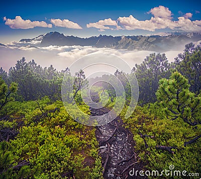 Mystical path in foggy mountains Stock Photo