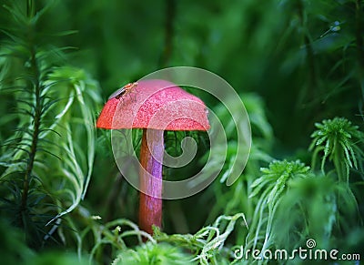 Mystical red mushroom with a fly in a mysterious forest. Focus concept Stock Photo