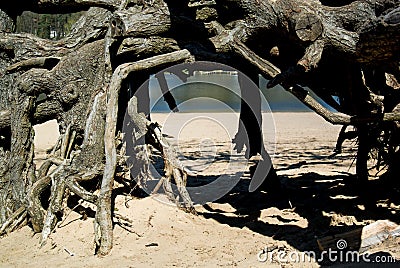 Mystical roots in the forest Stock Photo