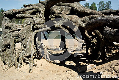 Mystical roots in the forest Stock Photo