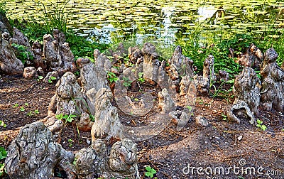 Mystical roots on a river with water lilies Stock Photo