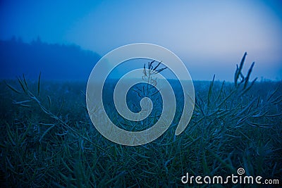 Mystical Serenity: Foggy Summer Morning in the Countryside Stock Photo