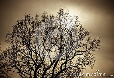 Mystical tree Stock Photo