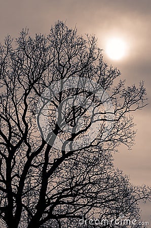 Mystical tree Stock Photo