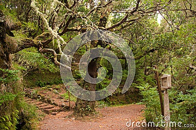 Mystical tree covered with perennial moss. Madeira Island Portugal Stock Photo