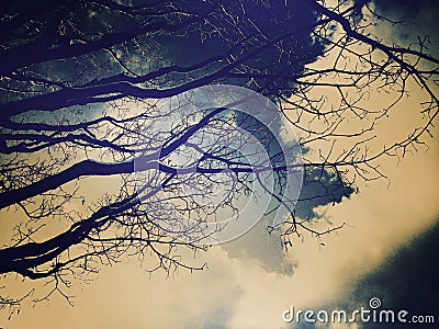 Mystical winter graphics for trees Stock Photo