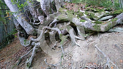 Mystical tree Stock Photo