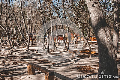 Mystical tree park with large curves and impressive tree roots in Croatia. A popular tourist attraction Stock Photo