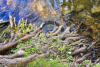 Mystical tree roots meander into the water of a lake Stock Photo