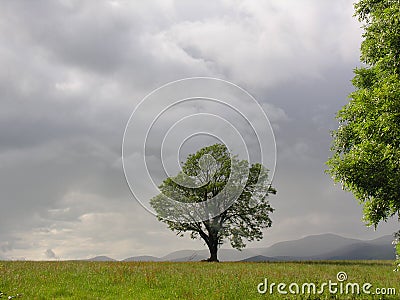 Mystical tree Stock Photo