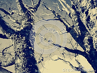 Mystical winter graphics for trees Stock Photo