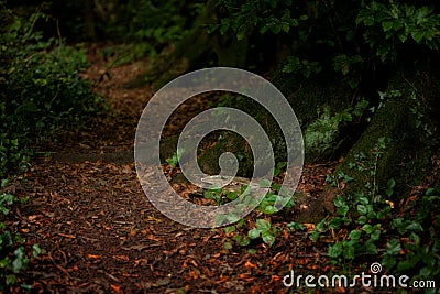 Mystical Woods, Natural green moss and ivy on the roots of old trees. Natural fantasy forest background Stock Photo