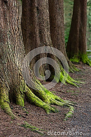 Mystical Woods, Natural green moss on the old oak tree roots. Natural Fantasy forest background Stock Photo