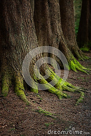 Mystical Woods, Natural green moss on the old oak tree roots. Natural Fantasy forest background Stock Photo