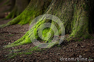 Mystical Woods, Natural green moss on the old oak tree roots. Natural Fantasy forest background Stock Photo