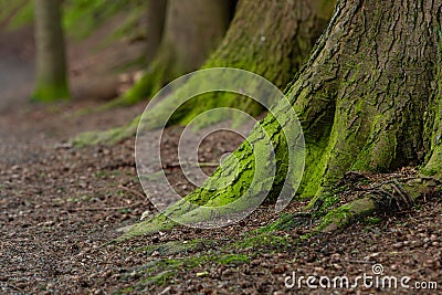 Mystical Woods, Natural green moss on the old oak tree roots. Natural Fantasy forest background Stock Photo