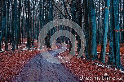 Mystique view of a forest with bare trees and a path in winter Stock Photo