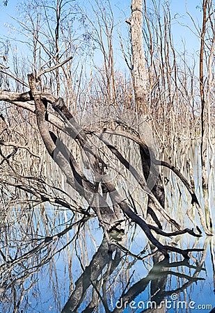 Mystrious dead trees Menindee Lakes Australia Stock Photo