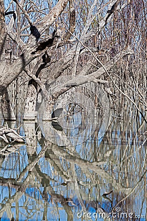 Mystrious dead trees Menindee Lakes Australia Stock Photo