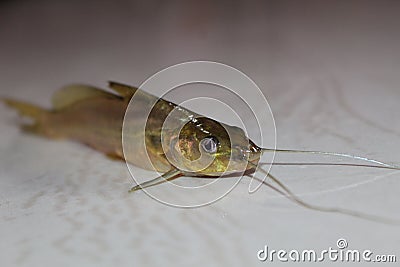 Mystus fish in net tegra fish catching with cast net native seenghala kantia fish species of India Stock Photo