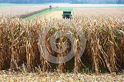 Combine harvester harvesting corn in Austria in autumn Stock Photo