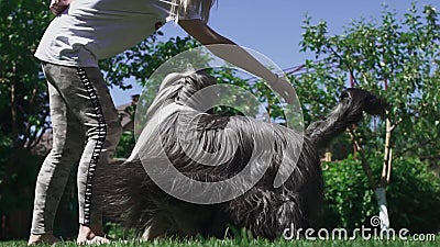 Mädchen spielt mit ihrem Hund am Yard stock footage Mädchen spielt mit ihrem Hund am Yard stock footage