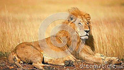 Männlicher Löwe auf Masai Mara Männlicher Löwe auf Masai Mara