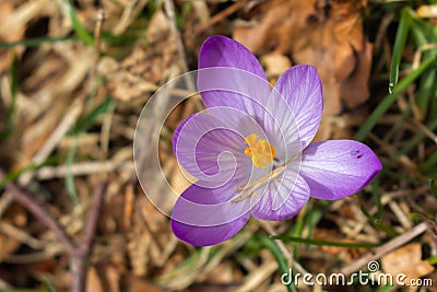 N Closeup Of Young Purple Forest Flower Stock Photo