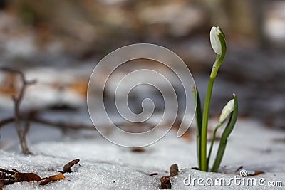 N Closeup Of Young White Forest Flower Stock Photo