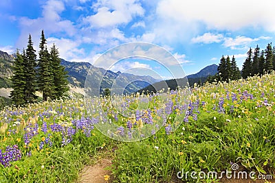 Naches Peak Loop Trail ]with wild flowers. Stock Photo