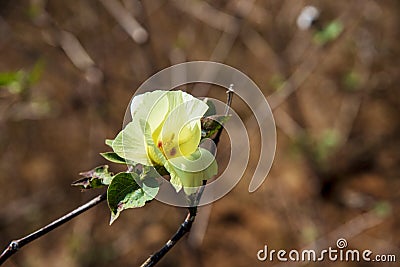 Nagarahole National Park the gateway to Jungle - Karnataka -India.Cotton flower in a safari journey.Summertime in India Stock Photo