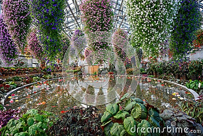 Many flowers and beautiful colors in the greenhouse Editorial Stock Photo
