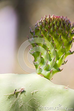 Nah Aufnahme eins Kaktus im satten GrÃ¼n. Stock Photo