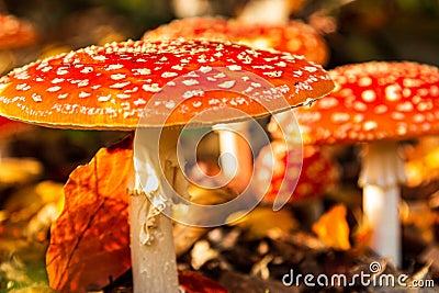 Close up of a fly agaric, amanita muscaria Stock Photo