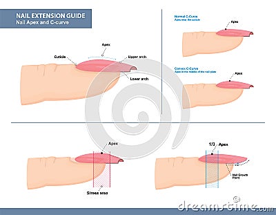 Nail Extension Guide. Nail Apex and C-curve. Vector Vector Illustration