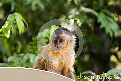 Nail monkey cub sitting in post light Stock Photo