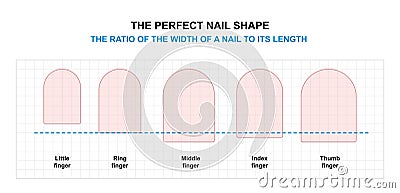 Nail Shaping Tutorial. The Ratio of the Width of a Finger Nail to its Length. The Perfect Nail Shape Vector Illustration