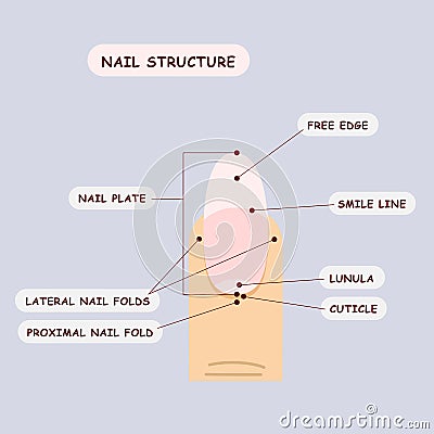 nail structure diagram for manicure course or training, vector illustration Vector Illustration