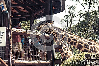 Nairobi / Kenya - APRIL 10, 2017; Giraffe Center Editorial Stock Photo