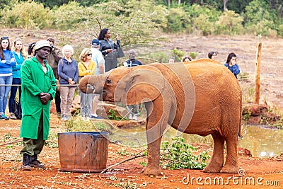Nairobi, Kenya - August, 2019: Small baby elephant drinking water in an elephant orphanage in Nairobi, Kenya, Africa Editorial Stock Photo