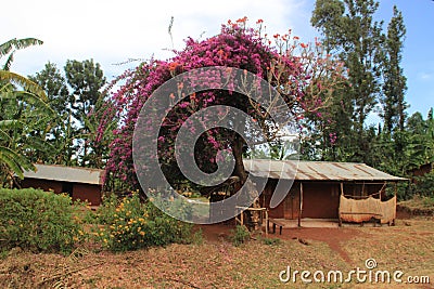 Nairobi, Kenya - February 28, 2015: A simple wooden African poor hut next to which a very beautiful lush tree with huge purple Stock Photo