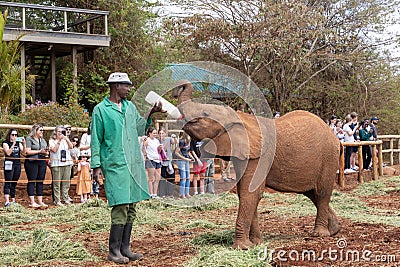 Baby elephants gets fed a milk bottle at the Sheldrick Wildlife Trust that raises orphaned Editorial Stock Photo