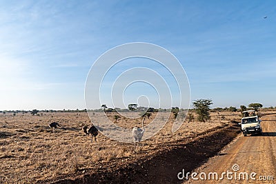 Safari van full of tourists view a flock of ostrich birds in Nairobi National Park Editorial Stock Photo