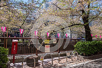 Nakameguro Cherry Blossom Festival, Japan Editorial Stock Photo