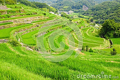 Nakayama Senmaida rice terrace paddy fields, Shodoshima Island Stock Photo