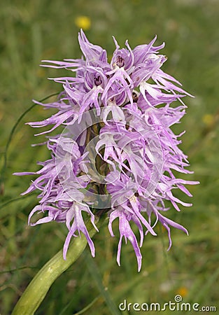 Naked Man Orchid Stock Photo