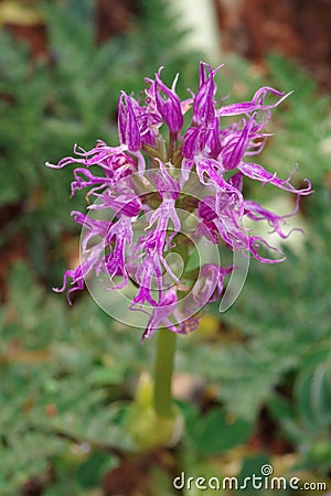 Naked man orchid Stock Photo